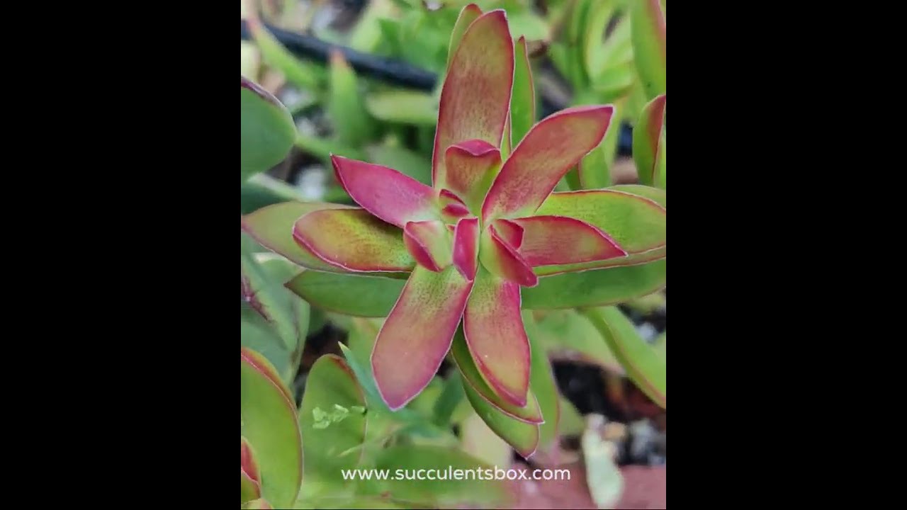 succulent sign Custom Logo Branded Succulent Small Square Gifts for Tradeshows,  Conventions, Employee Gifts, Client Promotions