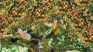 Harvesting Lychee Fruit Goes To Market Sell, Lychee Ripening Season, Ly Tieu Toan