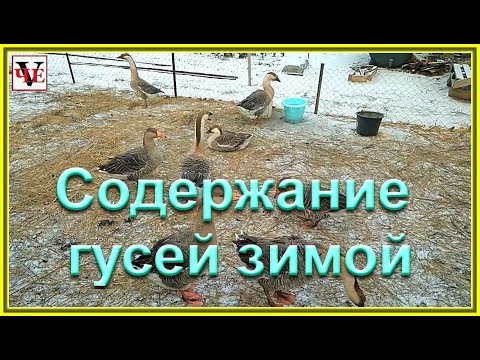 Зимовка гусей в домашних условиях