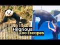 Hilarious Zoo Escapes