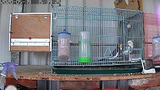 1090519玄鳳～郎有情妹無意