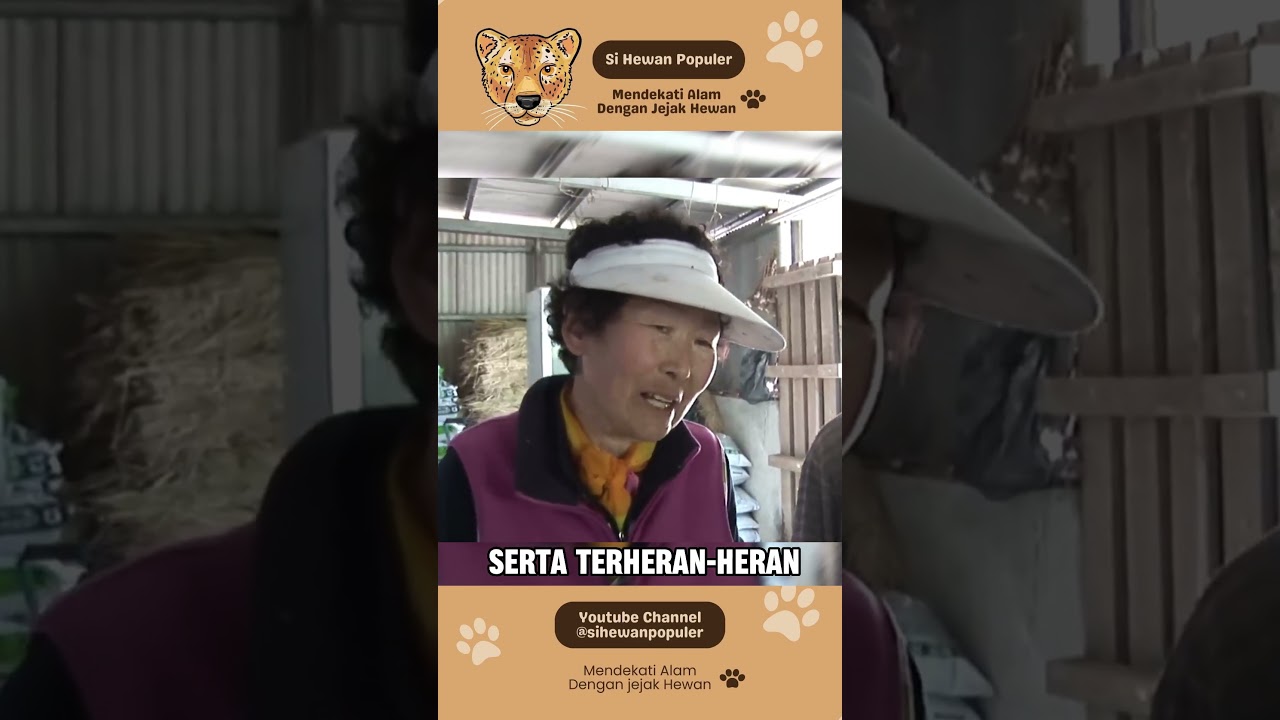 Kasih sayang seekor anjing terhadap sapi part 2