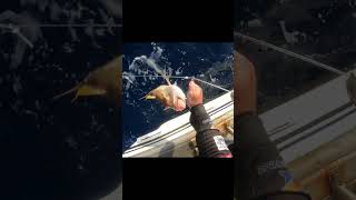 Season 2 - Trip 7 - Part 16, Commercial Fishing Western Australia. #fishing #commercialfishing