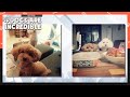 Dogs are incredible EP.56 Part 1 | KBS WORLD TV 201216