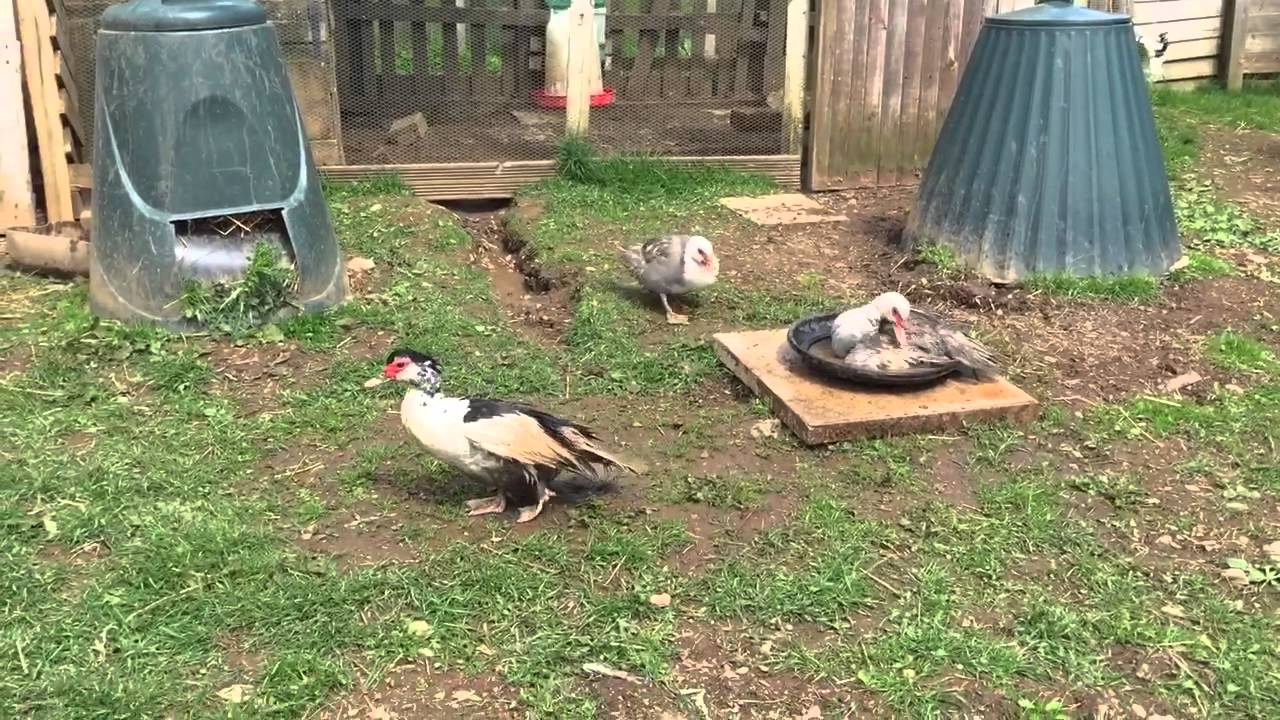 9/5/15 Update on my runner ducklings Plus the 2 broody ducks YouTube