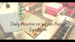 Daily routine on a free range egg farm.