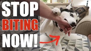 This ONE TRICK Will Stop Your Husky From Biting FOREVER!