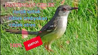 Download Lagu PANCINGAN CIBLEK 🔴COCOK UNTUK CIBLEK BAHAN DAN STRES MP3