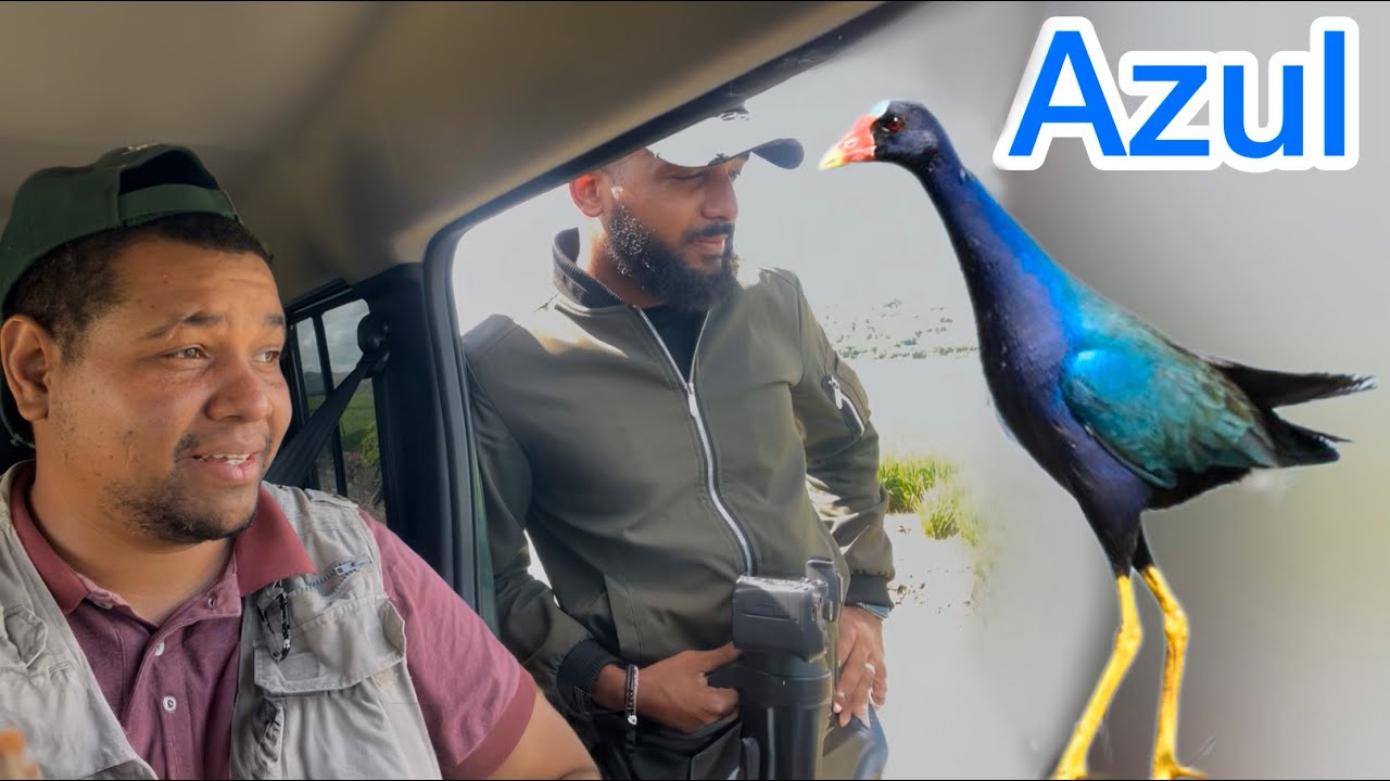 La GALLARETA AZUL de los PANTANOS y HUMEDALES dominicanos