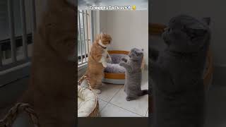 Funny cat behavior 😂 #shorts #catvideos #cat