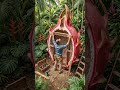 Dragon Fruit Dream Bedroom#factory #howitsmade#fruit #fruitart #fruitdreamhouse#fruitjuice