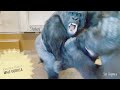 No One Can Stop An Excited Giant Male Gorilla | Shabani