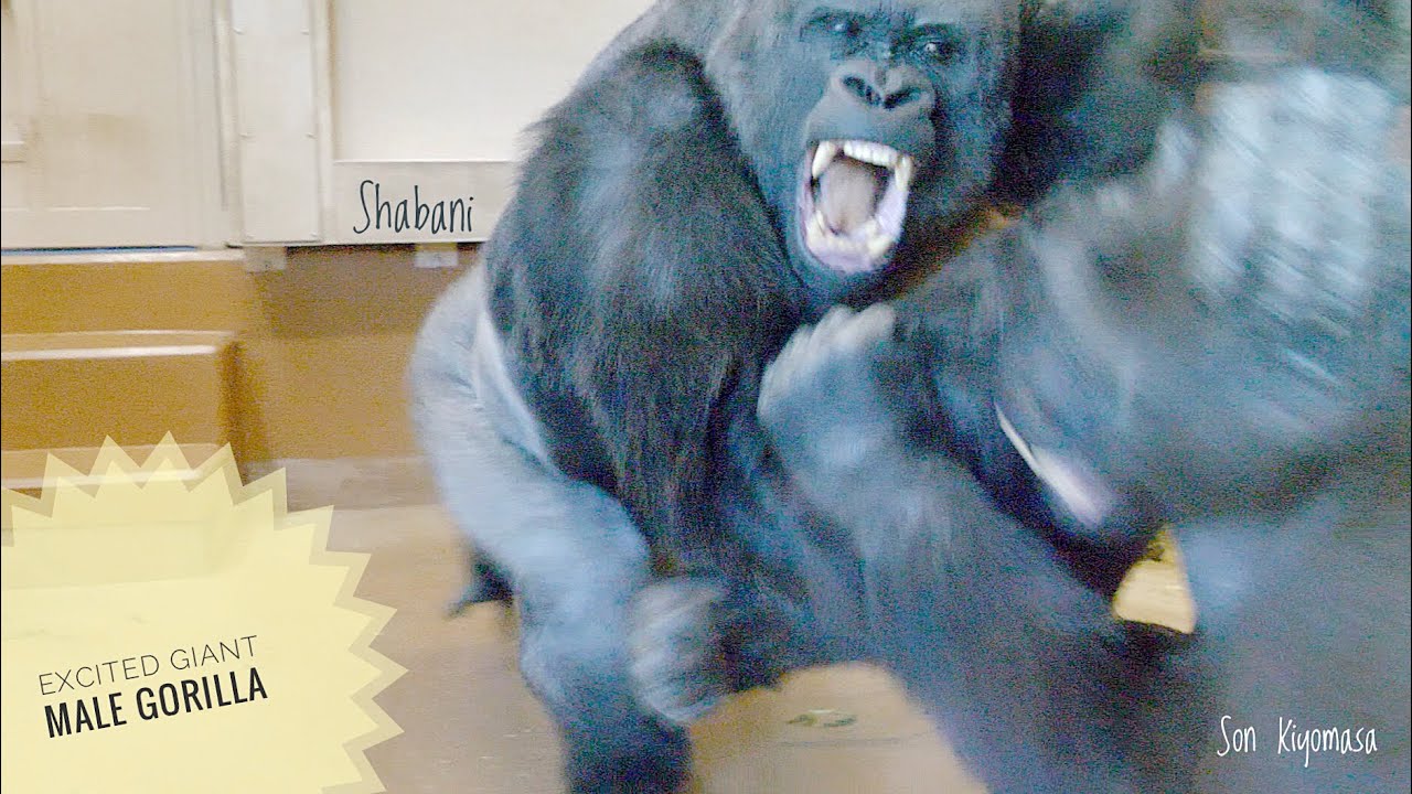 No One Can Stop An Excited Giant Male Gorilla | Shabani - YouTube