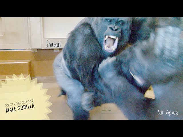 No One Can Stop An Excited Giant Male Gorilla | Shabani - YouTube
