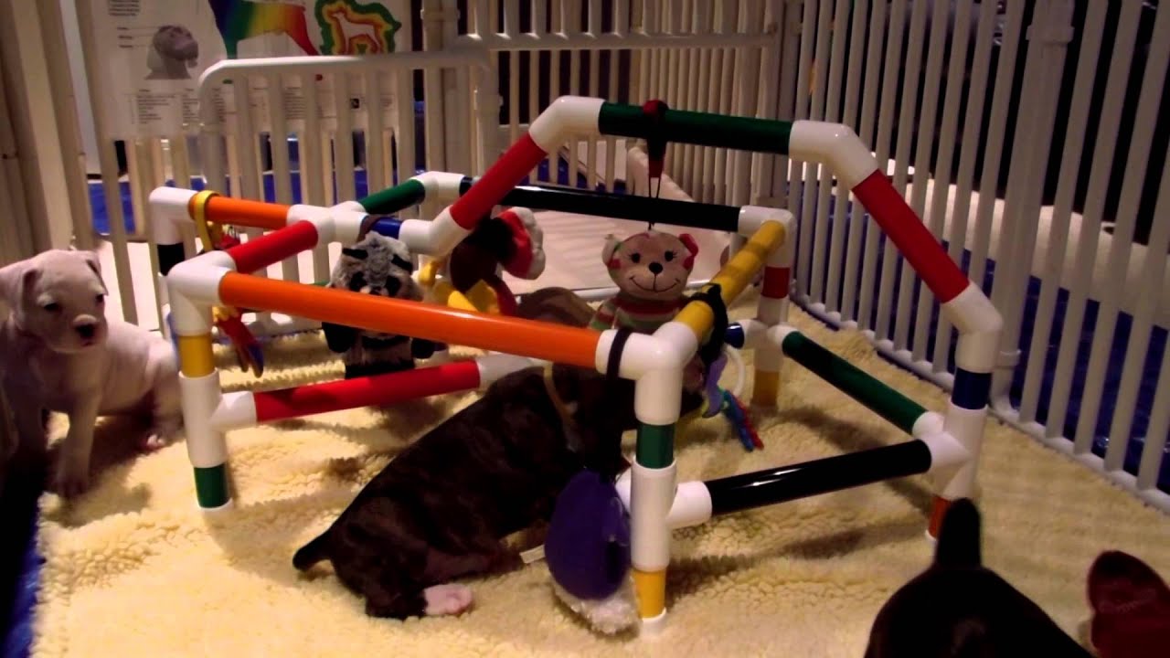 Puppy Gym Puppy Toys Puppy Play Center Medium for Medium Breed