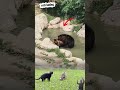 Funny Bear Couple Romantic Moment Watched by a Curious Cat | Wild Animal Comedy Shorts #animals