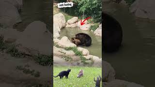 Funny Bear Couple Romantic Moment Watched by a Curious Cat  | Wild Animal Comedy Shorts #animals