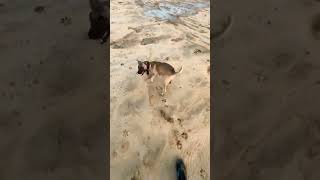 Apbt Pitbull Terrier