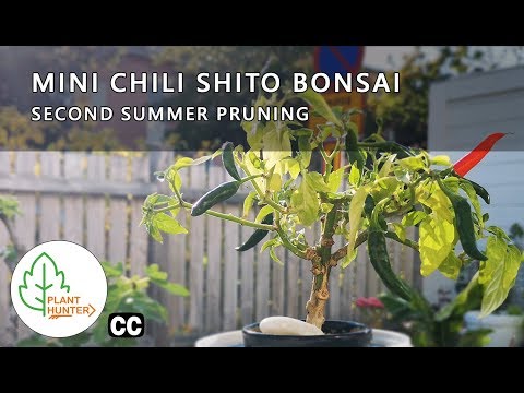 Mini Chili Shito Bonsai - Second summer pruning #PlantHunter
