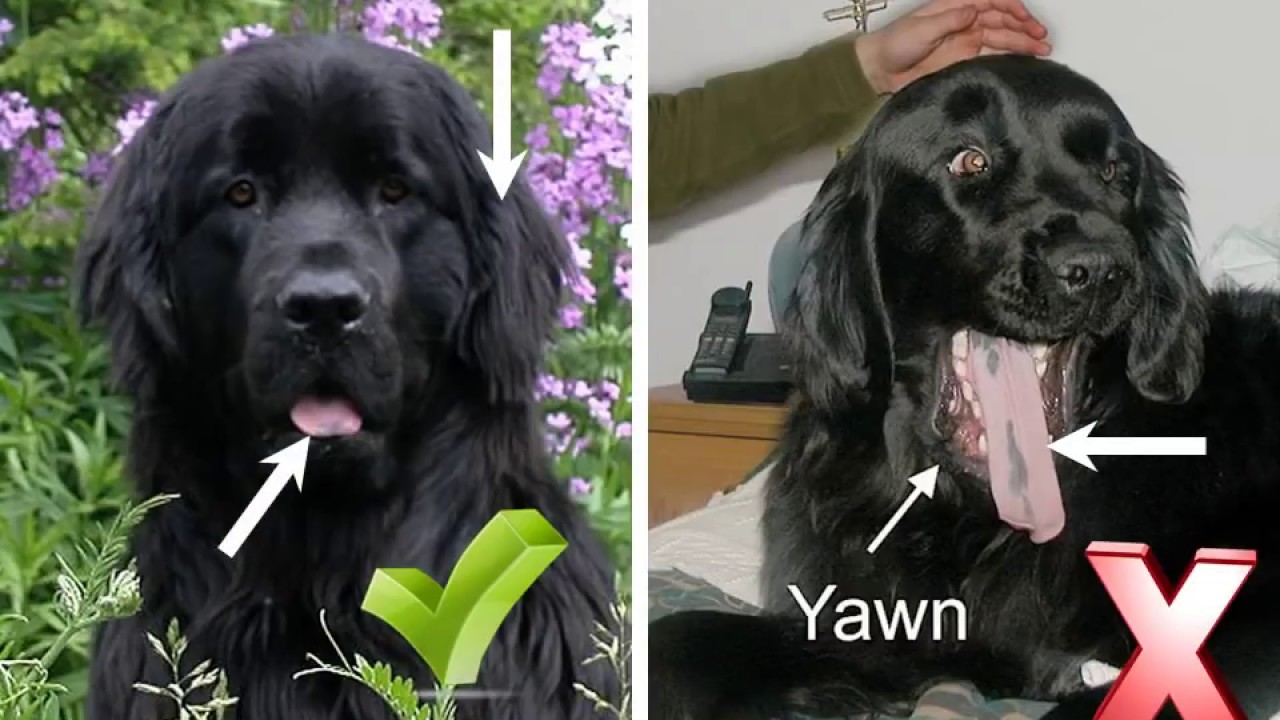 Dog Body Language YouTube