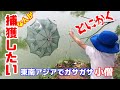 【アクアリウム/熱帯魚水槽】いきもの東南アジア紀行 /池ガサガサ2連発！5㎝の巨大コメツキムシがパッチンする/小僧の網投げ特訓/サファリパーク餌あげ、きいてないよ！/キノボリトカゲ捕まえた！！