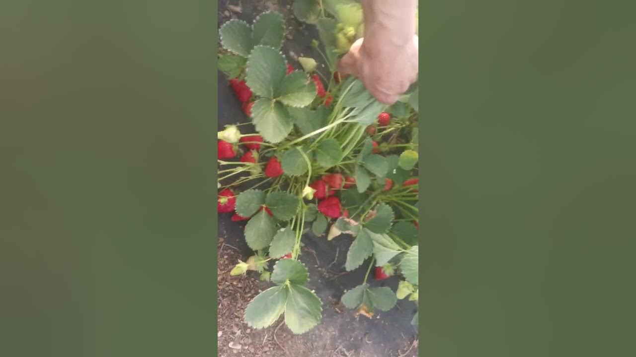Сорт клубники Мурано. - YouTube