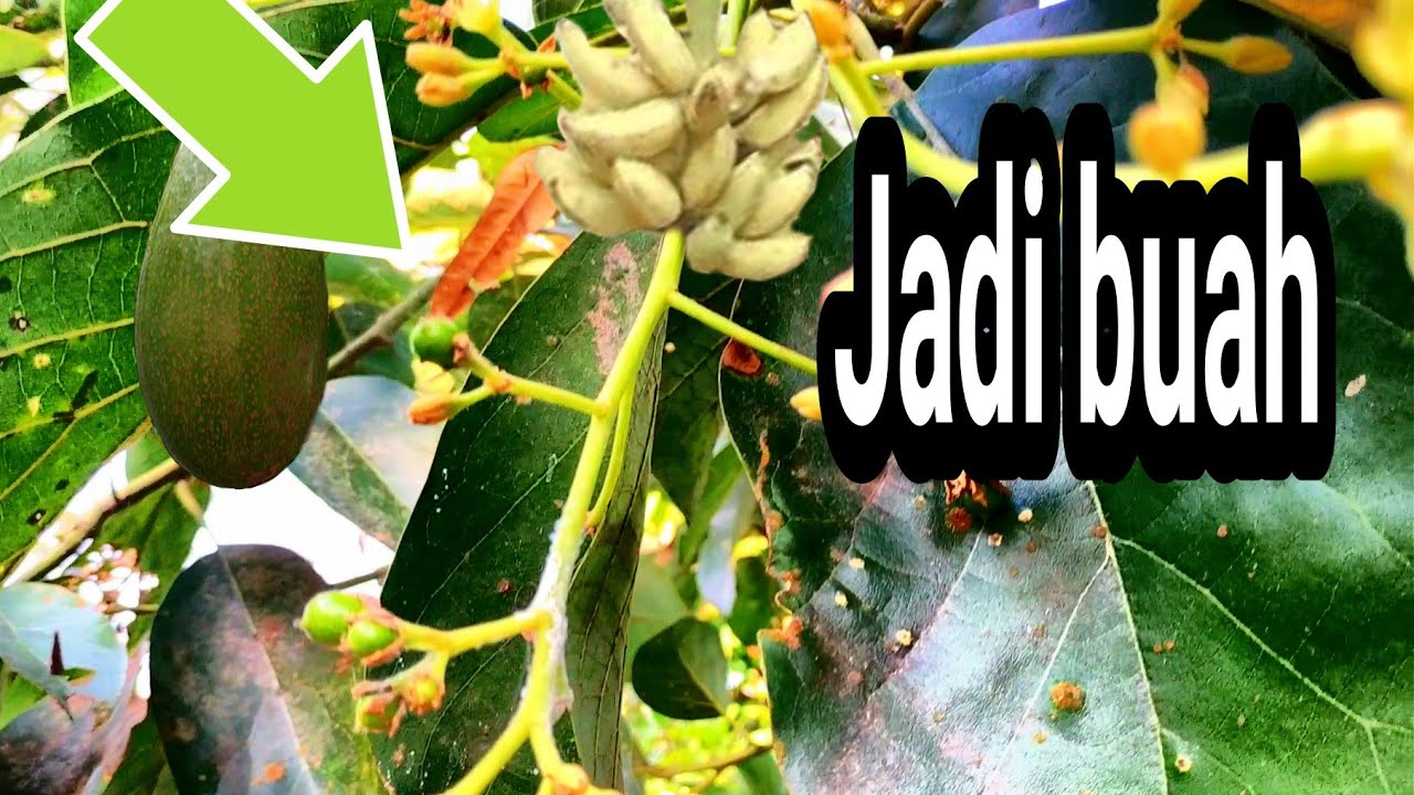 Bunga alpukat tidak jadi buah 