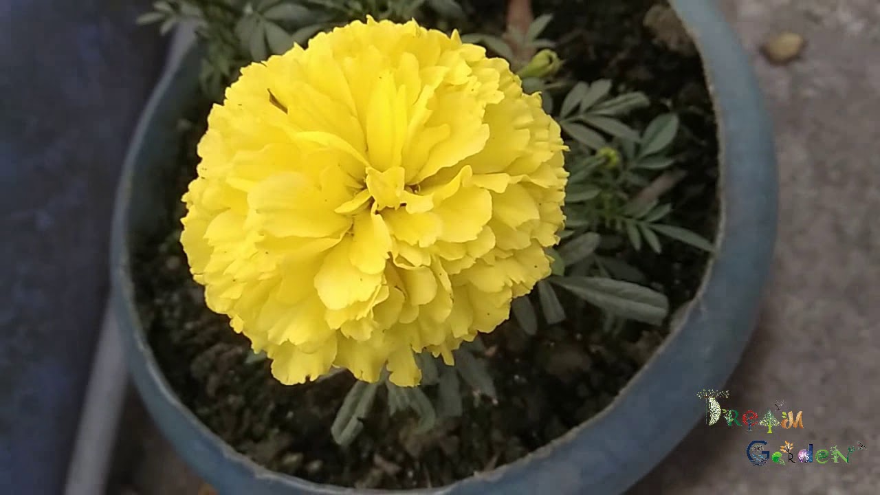 Beautiful Gadha Flower Dream Darden YouTube