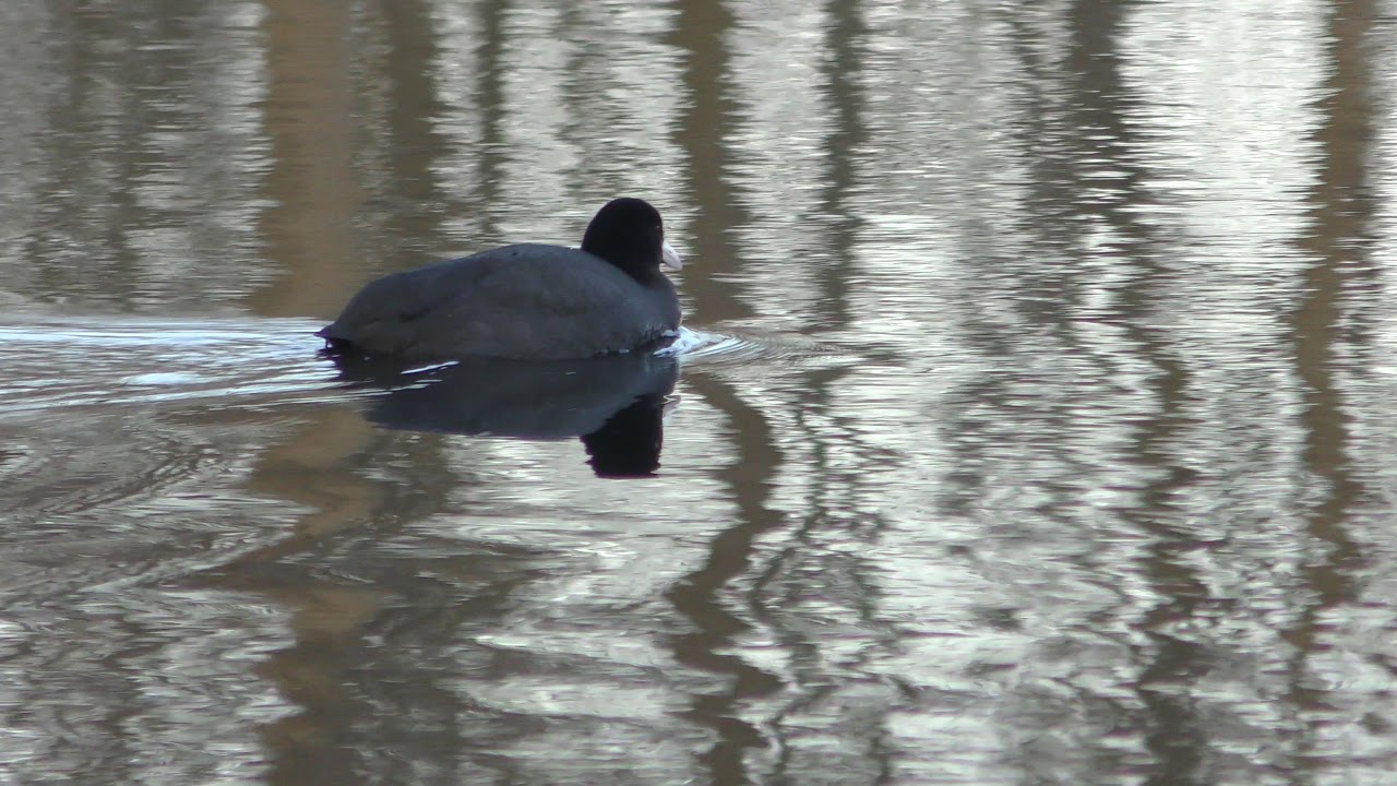 good Coot swimming looks startled  RSPB Lakenheath Fen 4dec17 3p