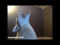 Siberian Husky Howling Compilation 