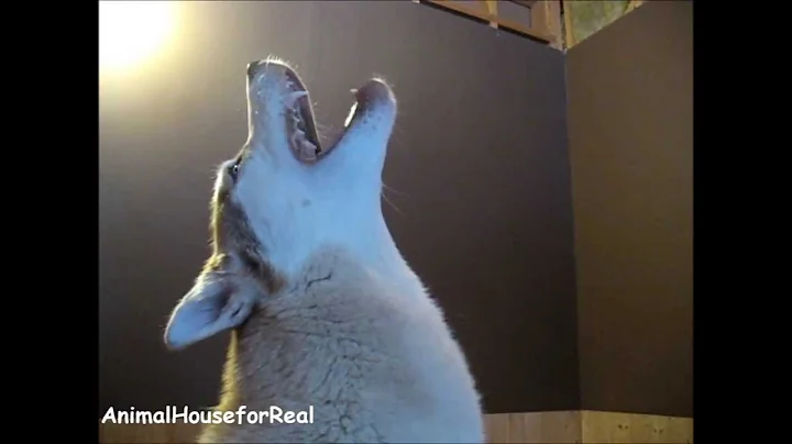 Siberian Husky Howling Compilation
