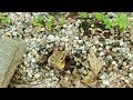 아기 둥지를 우리집 현관 앞에 짓는 엄마 다람쥐 주니 Baby Chipmunk Nest Is Built Right Beside My Front Door