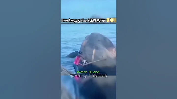 Video 8213241: mother cat funny, asian cats funny