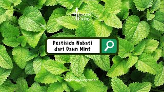 Pestisida Nabati Dari Daun Mint Yuk Coba Bikin!
