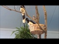 Plush-crested Jays