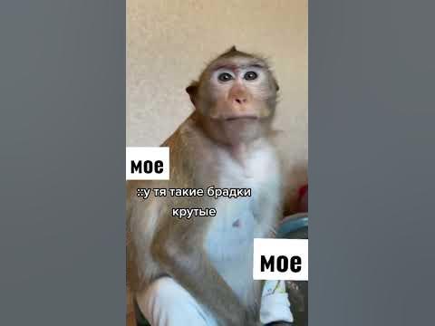 брадочки - YouTube