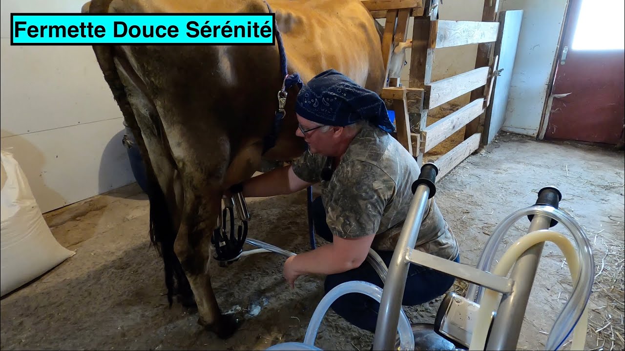 Le Train des Animaux | Douce Sérénité