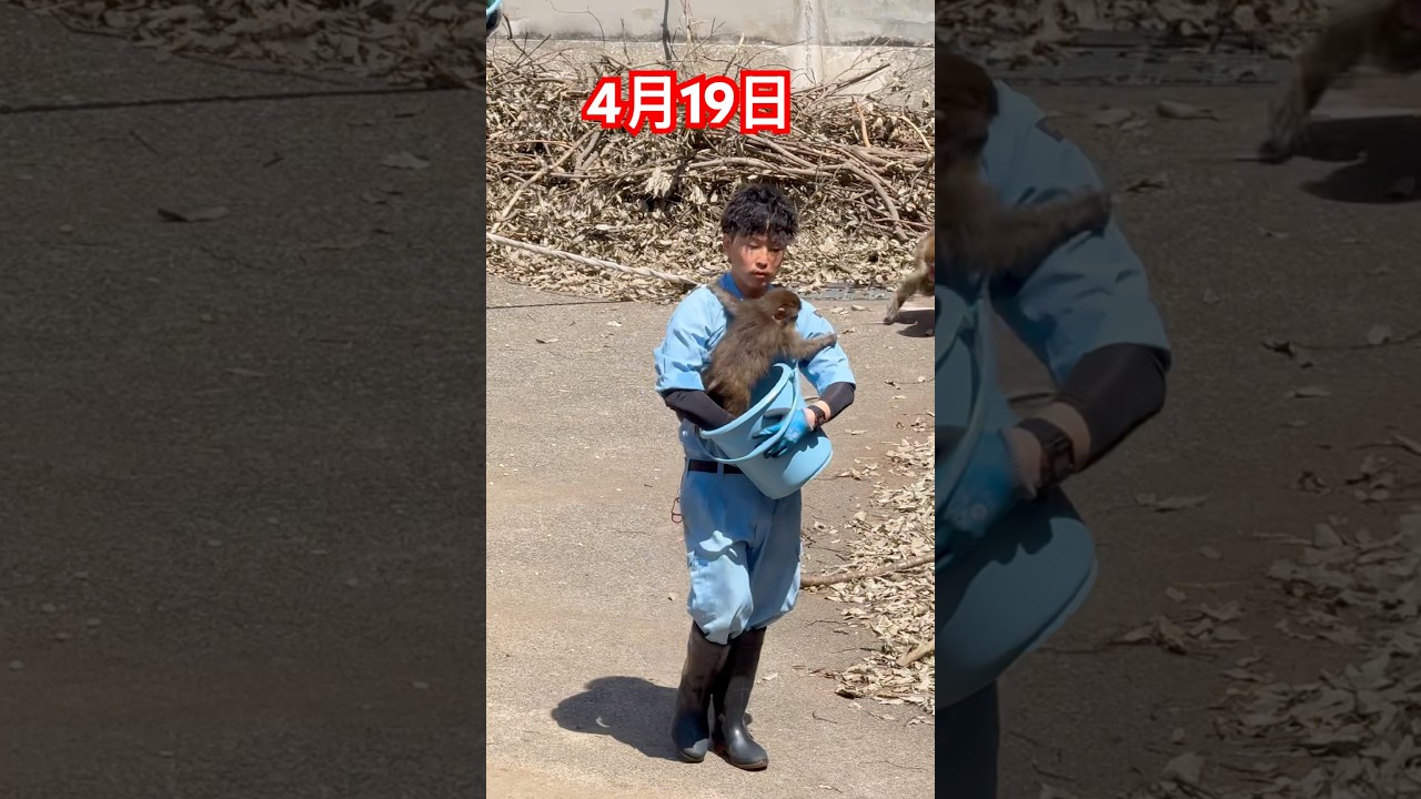 4月19日12時、ドアが開いた瞬間!!パパに抱きつくパンチ君この瞬間!全員メロメロ😍🐒