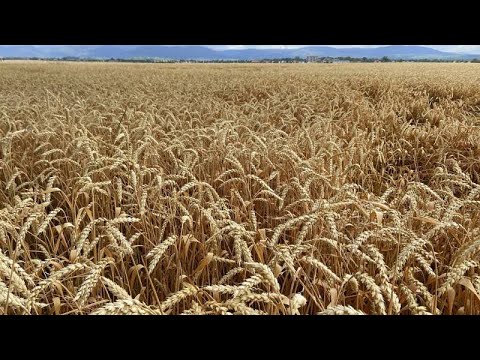 Accordo Russia-Ucraina sul