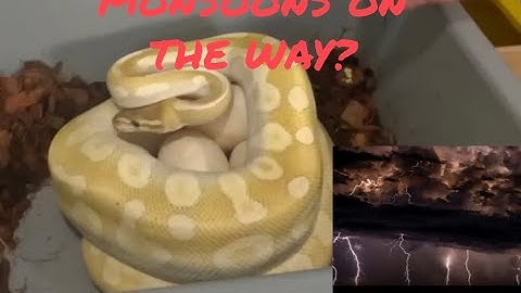 Pulling A Clutch Of Ball Python Eggs!