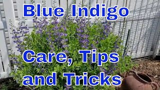 How to Care for an Indigo Baptisia - False Indigo - Blue Dye Indigo | Spring and Summer Indigo Care