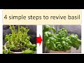 How to revive basil plant  - time lapse