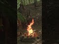 Primitive meat cooking on a stone in a bushcraft shelter #primitivecooking