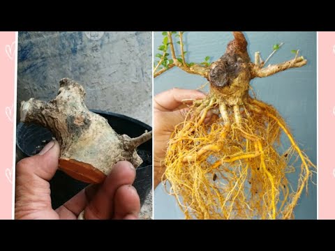 Video: Cách Giâm cành gốc: Xác định và tạo rễ cành giâm cành