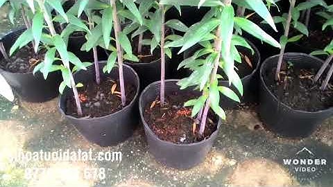 Giá hoa ly đà lạt tết 2023 / sihoatuoidalat.com   11