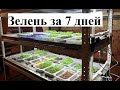 Как вырастить Микрозелень к столу за 7 дней? Получится у каждого..