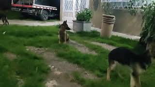 Hermosos Cachorros Pastores Alemes4