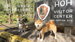 Go to the Mysterious Rainforest with our dogs in the Olympic National Park, U.S.A. [4K] by Shiba in the Rockies / カナダ暮らしの柴犬 18,694 views 4 weeks ago 8 minutes, 51 seconds