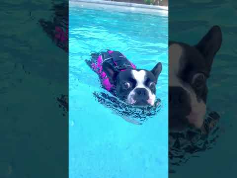 Video: Boston terrier boleh berenang?
