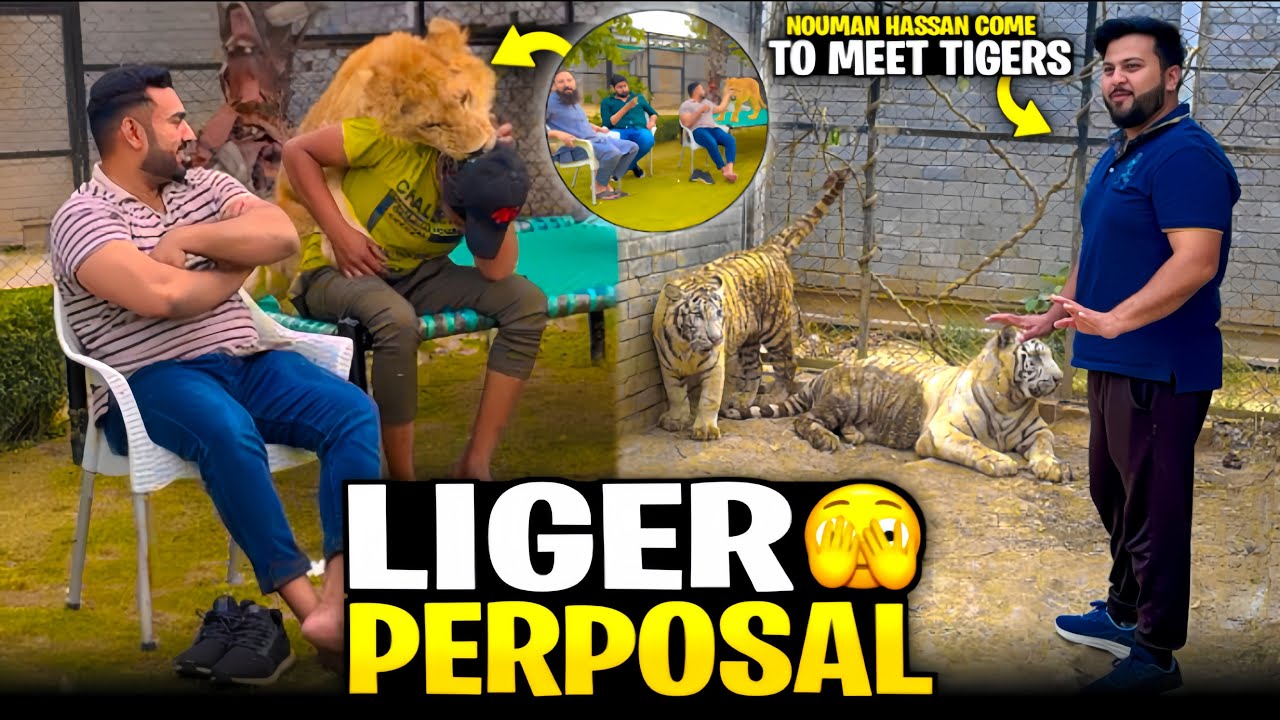 Liger ki Shadi ka Perposal Agya 🫣❤️|Nouman Hassan Come to Meet Tiger🐅